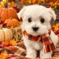 AKC Raquelle, a female Maltese for sale in Shawnee, OK – 5 of 5