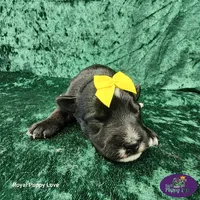 AKC Tweedy, a male Miniature Schnauzer for sale in Shawnee, OK – 4 of 4