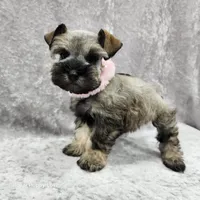 AKC Ophelia, a female Miniature Schnauzer for sale in Shawnee, OK – 4 of 5