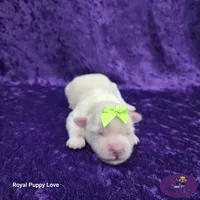 AKC Willy, a male Maltese for sale in Shawnee, OK – 6 of 6