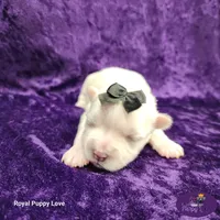 AKC Riley, a female Maltese for sale in Shawnee, OK – 4 of 5