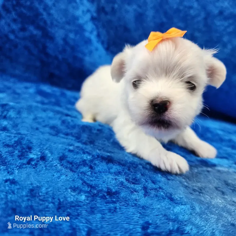 AKC Nemo – Maltese puppy for sale in Shawnee, OK