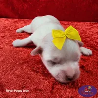AKC Nemo, a male Maltese for sale in Shawnee, OK – 3 of 5
