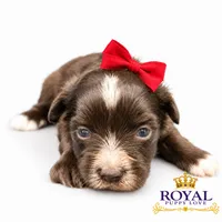 AKC Toy Baker, a male Miniature Schnauzer for sale in Shawnee, OK – 2 of 4