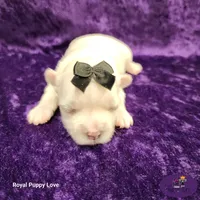 AKC Riley, a female Maltese for sale in Shawnee, OK – 5 of 5