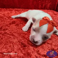 AKC Nita, a female Maltese for sale in Shawnee, OK – 3 of 5