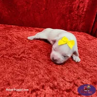AKC Nemo, a male Maltese for sale in Shawnee, OK – 2 of 5