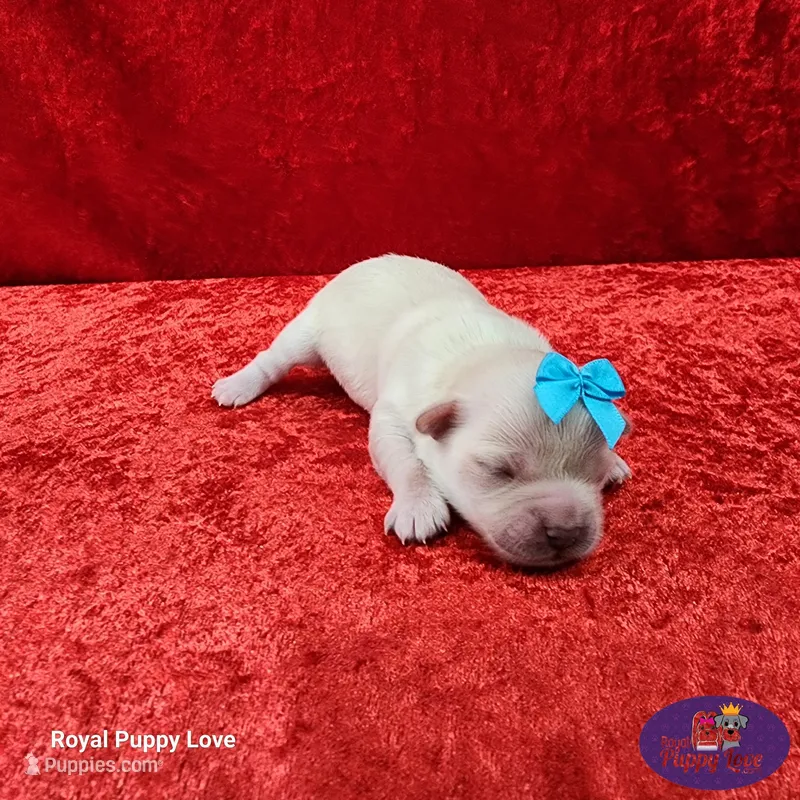 AKC Noreene – Maltese puppy for sale in Shawnee, OK