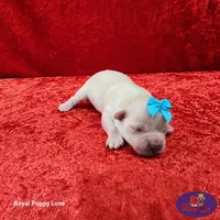 AKC Noreene, a female Maltese for sale in Shawnee, OK – 1 of 5