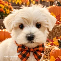 AKC Remi, a male Maltese for sale in Shawnee, OK – 3 of 5