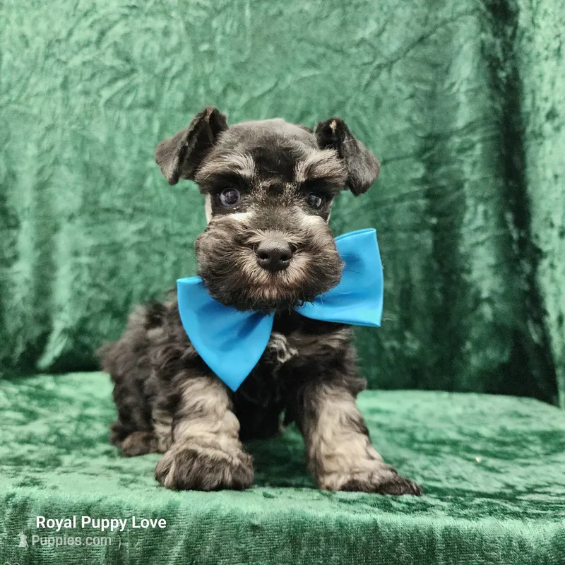 AKC Gerard – Miniature Schnauzer puppy for sale in Shawnee, OK