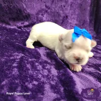 AKC Remi, a male Maltese for sale in Shawnee, OK – 3 of 5