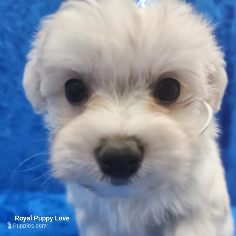 AKC Squirt – Maltese puppy for sale in Shawnee, OK