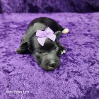 AKC Cherie, a female Miniature Schnauzer for sale in Shawnee, OK – 5 of 5