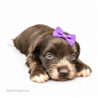 AKC Toy Blossom, a female Miniature Schnauzer for sale in Shawnee, OK – 1 of 5