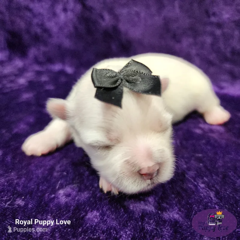 AKC Riley – Maltese puppy for sale in Shawnee, OK