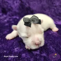 AKC Riley, a female Maltese for sale in Shawnee, OK – 1 of 5