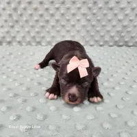 AKC Blossom, a female Miniature Schnauzer for sale in Shawnee, OK – 5 of 6