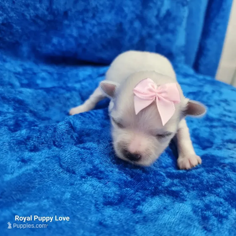 AKC Fefe – Maltese puppy for sale in Shawnee, OK