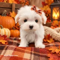 AKC Nita, a female Maltese for sale in Shawnee, OK – 2 of 5