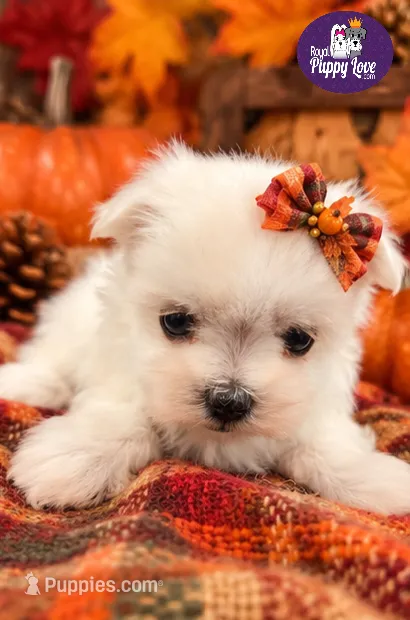 AKC Fefe – Maltese puppy for sale in Shawnee, OK
