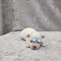 AKC Skye, a female Maltese for sale in Shawnee, OK – 2 of 3