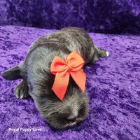 AKC Ghirardelli, a male Miniature Schnauzer for sale in Shawnee, OK – 3 of 3