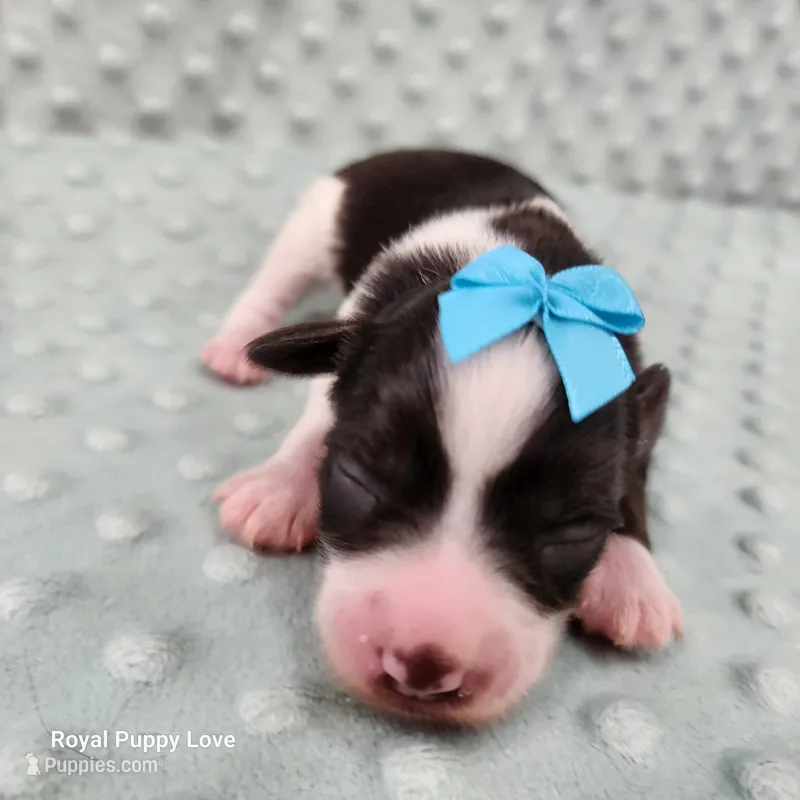 AKC Bishop – Miniature Schnauzer puppy for sale in Shawnee, OK