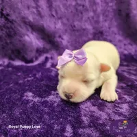 AKC Raquelle, a female Maltese for sale in Shawnee, OK – 2 of 5