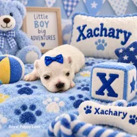 AKC Xackery, a male Maltese for sale in Shawnee, OK – 3 of 5