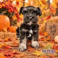 AKC Tatiana, a female Miniature Schnauzer for sale in Shawnee, OK – 2 of 5