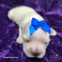 AKC Remi, a male Maltese for sale in Shawnee, OK – 1 of 5