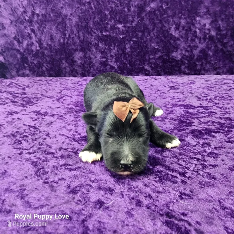 AKC Gardetto – Miniature Schnauzer puppy for sale in Shawnee, OK