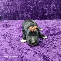 AKC Gardetto, a male Miniature Schnauzer for sale in Shawnee, OK – 1 of 3