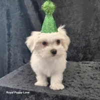 AKC Zenith, a male Maltese for sale in Shawnee, OK – 3 of 3