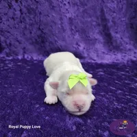AKC Willy, a male Maltese for sale in Shawnee, OK – 5 of 6