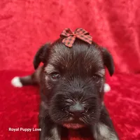 AKC Octavia, a female Miniature Schnauzer for sale in Shawnee, OK – 3 of 3