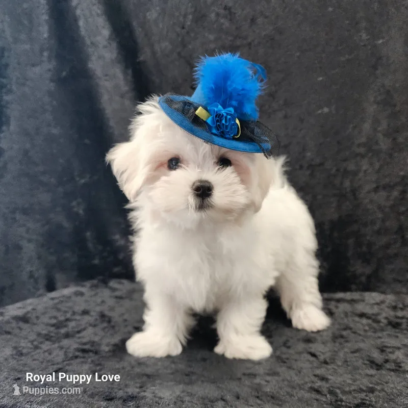 AKC Ziggy – Maltese puppy for sale in Shawnee, OK