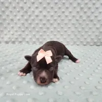 AKC Blossom, a female Miniature Schnauzer for sale in Shawnee, OK – 2 of 6