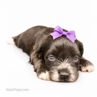 AKC Toy Blossom, a female Miniature Schnauzer for sale in Shawnee, OK – 5 of 5