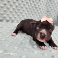 AKC Blossom, a female Miniature Schnauzer for sale in Shawnee, OK – 4 of 6
