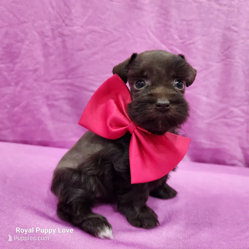 AKC Brielle – Miniature Schnauzer puppy for sale in Shawnee, OK