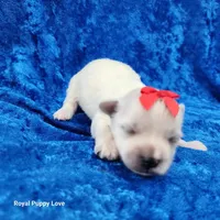 AKC Ferrari, a male Maltese for sale in Shawnee, OK – 3 of 5