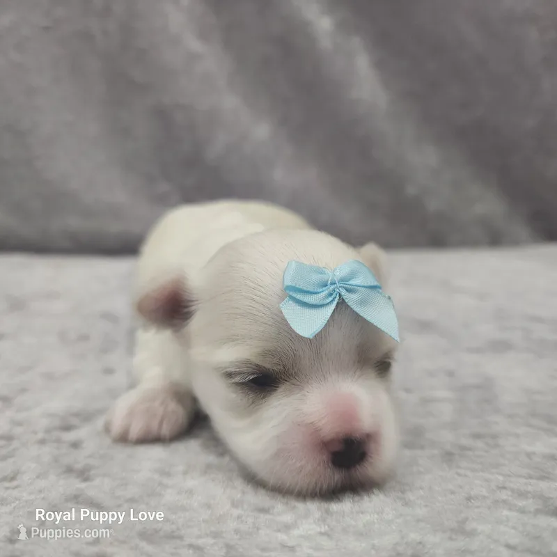 AKC Skye – Maltese puppy for sale in Shawnee, OK