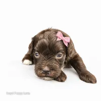AKC Toy Birdie, a female Miniature Schnauzer for sale in Shawnee, OK – 3 of 4