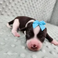 AKC Bishop, a male Miniature Schnauzer for sale in Shawnee, OK – 2 of 6