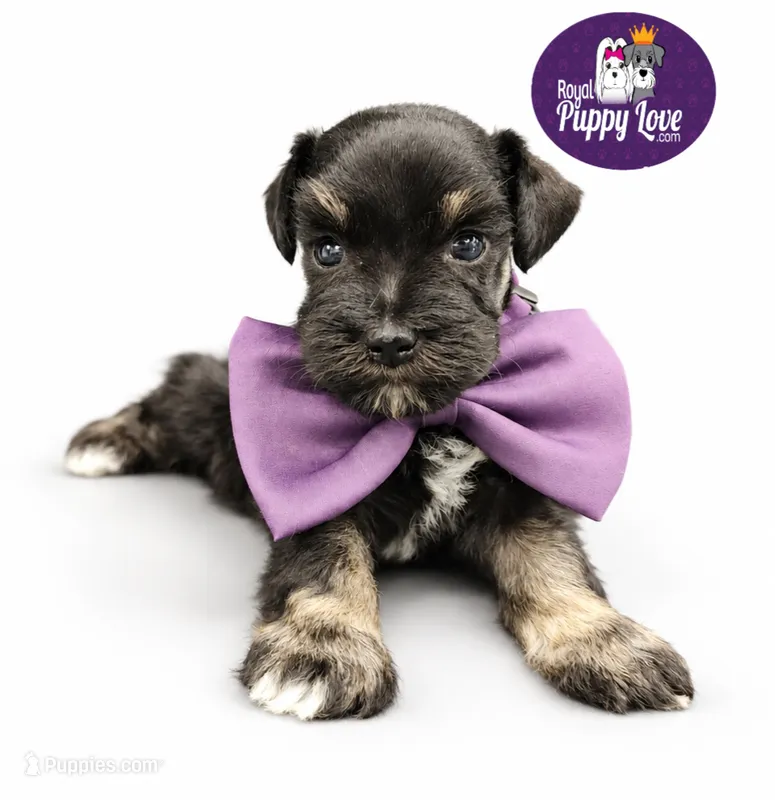 AKC Tatiana – Miniature Schnauzer puppy for sale in Shawnee, OK
