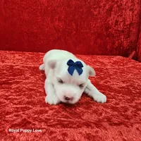 AKC Julio, a male Maltese for sale in Shawnee, OK – 2 of 3