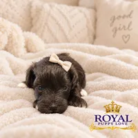AKC Toy Cherie, a female Miniature Schnauzer for sale in Shawnee, OK – 2 of 5