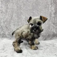 AKC Ophelia, a female Miniature Schnauzer for sale in Shawnee, OK – 5 of 5